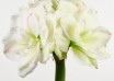 hippeastrum White Amadeus (1)